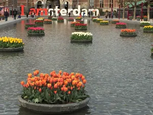 Fresh Tulips And Vibrant Colors Illuminate Amsterdam In The Springtime. Wallpaper