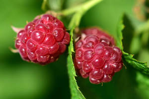 Fresh & Vibrant Raspberries Wallpaper