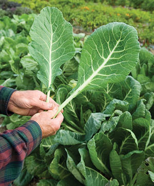 Freshly Picked, Vibrant Collard Greens Wallpaper