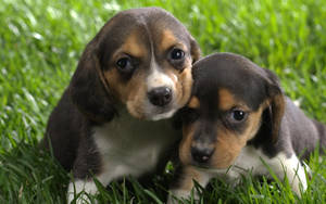 Friendly Beagle Enjoying Outdoor Play Wallpaper