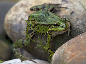 Frog Clinging On Stone Wallpaper