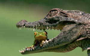 Frog Inside Caiman Mouth Wallpaper