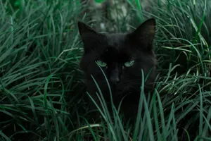 Full 4k Desktop Black Cat Wallpaper
