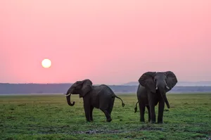 Full 4k Desktop Elephants Wallpaper