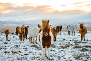 Full 4k Desktop Icelandic Horses Wallpaper