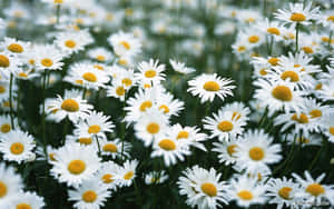 Full Bloom Daisy Aesthetic Computer Wallpaper