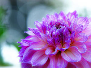 Full Bloom Purple Flower Desktop Wallpaper