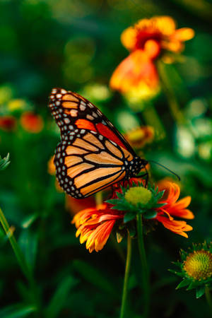 Full Hd Butterfly Orange Black Wallpaper