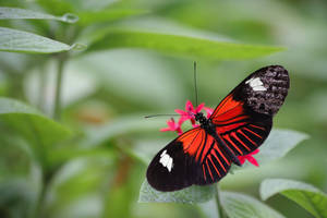 Full Hd Butterfly Red Black Wallpaper