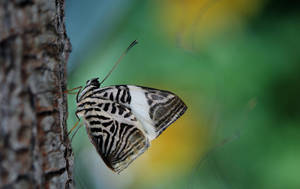 Full Hd Butterfly Tree Bark Wallpaper