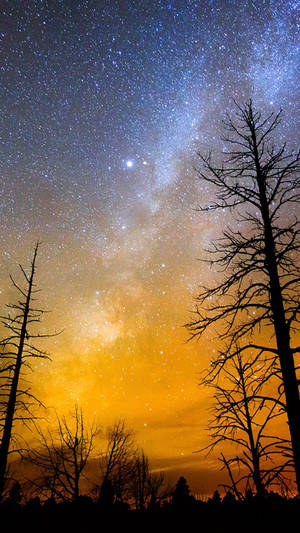 Full Hd Trees Under Night Sky Android Wallpaper