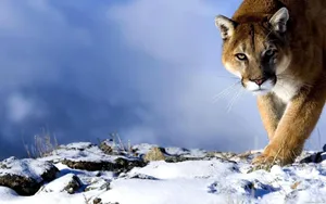 Full Screen Hd Fierce Tiger Wallpaper