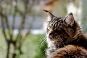 Full Screen Hd Maine Coon Cat Wallpaper