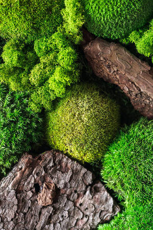 Full Screen Hd Rocks And Greenery Wallpaper