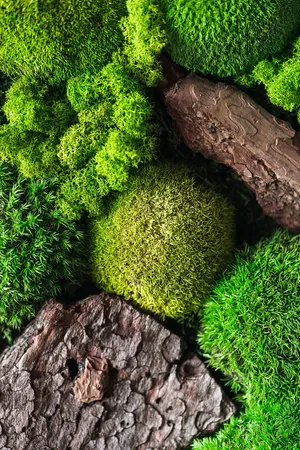 Full Screen Hd Rocks And Greenery Wallpaper
