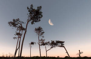 Full Screen Hd Silhouette Of Trees Wallpaper