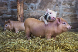 Fun Snapshot Of A Farm Animal Wallpaper