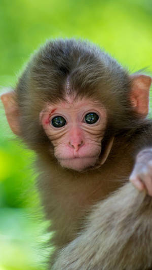 Funny Baby Monkey Wallpaper