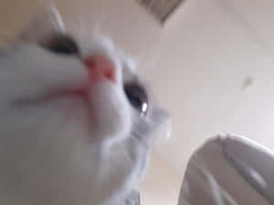Funny Blurry Cute Cat Pfp Wallpaper