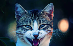 Funny Cool Cat Meow Wallpaper