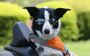Funny Dog On Car Backseat Wallpaper