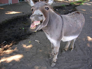 Funny Donkey Face Wallpaper