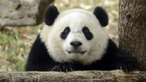 Funny Face Of A Panda Laptop Wallpaper