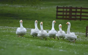 Funny Goose Walking Grass Wallpaper