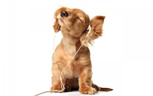 Funny Puppy Music Jam Wallpaper