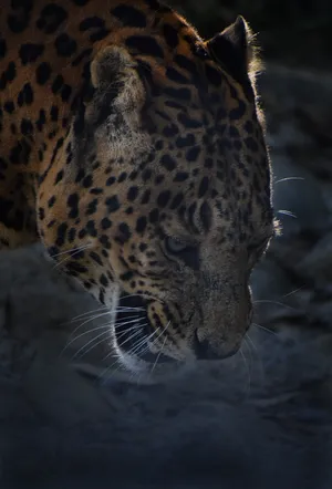 Furious Jaguar In India Wallpaper