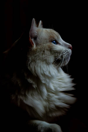 Furry Kitty Profile On Black Background Wallpaper