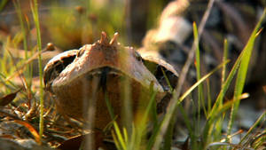 Gaboon Viper Showing Forked Tongue Wallpaper