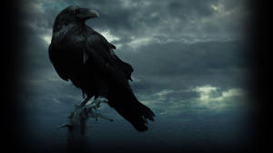 Game Of Thrones Raven Hd Wallpaper