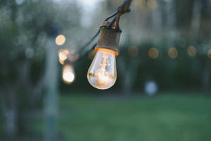 Garden Light Bulbs Wallpaper