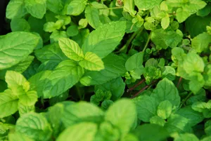 Garden Mint Plant Wallpaper