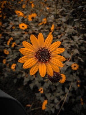 Garden Sunflower Flower Mobile Wallpaper