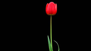 Garden Tulip On Black Tablet Wallpaper