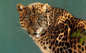 Gazing Leopard Animal Hd Wallpaper