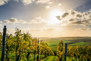 Gentle Sunlight In Vineyard Wallpaper