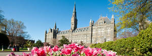 Georgetown University Tulips Wallpaper