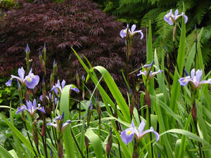 Gerald Darby Iris Flowers Wallpaper