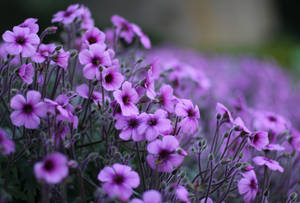 Geranium Purple Flowers At Garden Wallpaper