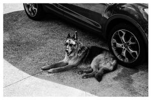 German Shepherd Dog Black And White Wallpaper