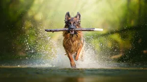German Shepherd Dog In River Wallpaper