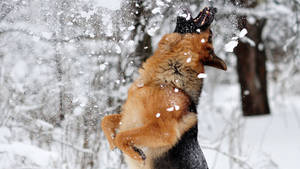 German Shepherd In Snow Wallpaper