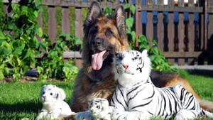 German Shepherd With Toy Tiger Wallpaper