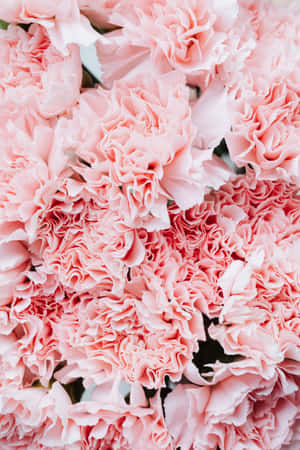 Get A Closer Look To Nature With This Pink Flower Phone. Wallpaper