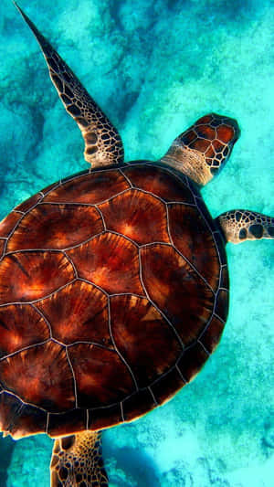 Get A Turtle Of Your Own With The Iphone Hd! Wallpaper