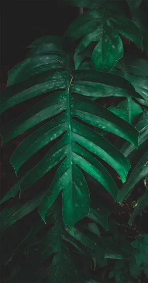 Get Away From It All With Tropical Iphone Wallpaper