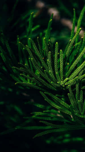 Get Closer To Nature With A Tropical Iphone Wallpaper! Wallpaper